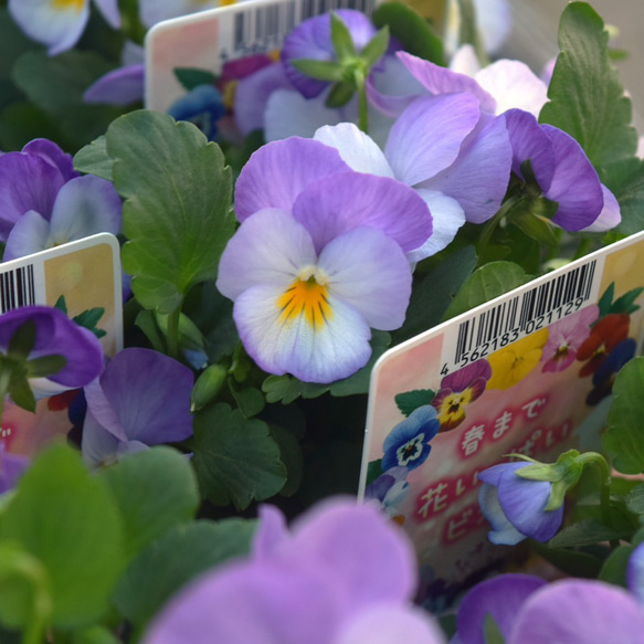ビオラ 「ふらのももか」 花苗 花 苗 ガーデニング フラワー ビオラ