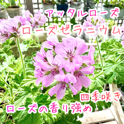 八重咲きローマン 苗 ダブルフラワーカモミール 3.号 元苗 カモミール