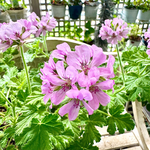 ゼラニウム アッタルローズ 苗 バラの香り強め 四季咲き ハーブ園より