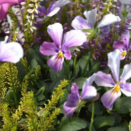 ROKA HEARTS」！心ときめく寄せ植え※寄せ植えセット 花苗 花