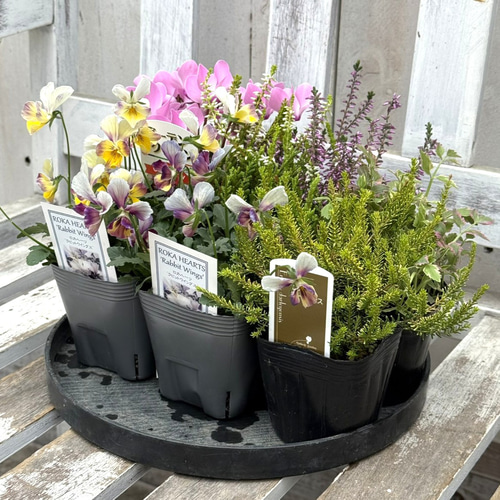 花 ROKA HEARTS」！心ときめく寄せ植え※寄せ植えセット 花苗 花