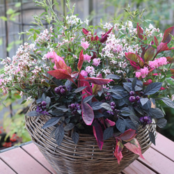 銅葉プチダリア 『フレディーストロベリー』 4号鉢 その他インテリア