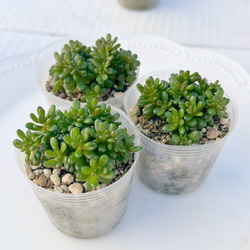 2025 New✨多肉植物 ソングフォーユー 韓国苗 多肉植物 pariʚ