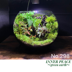51 アクアテラリウム アクアリウム イモリウム 苔アート 苔テラリウム