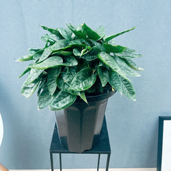 ［現品］【希少】☆数量限定☆ 1番　創樹　オリーブ　セントキャサリン　8号　屋外 現品］【希少】☆数量限定☆ C3 創樹 オリーブ セントキャサリン