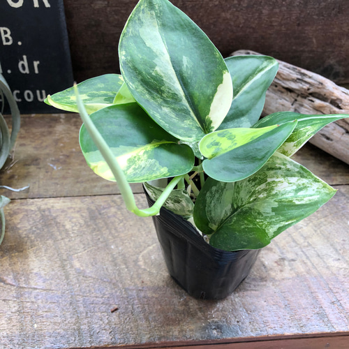 スキンダプサス・ジェイドサテン・バリエガータ♡希少♡観葉植物