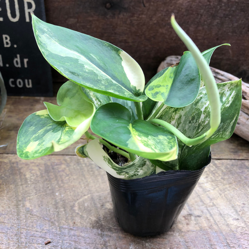 スキンダプサス・ジェイドサテン・バリエガータ♡希少♡観葉植物