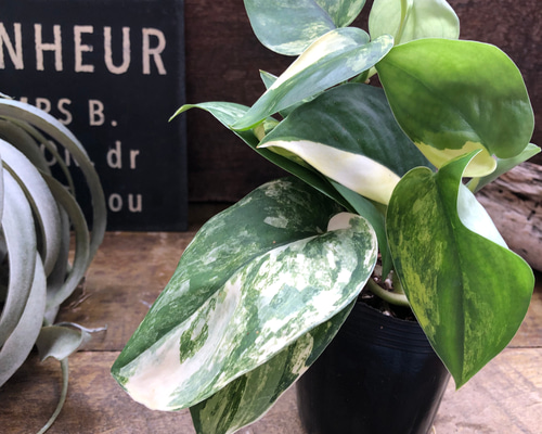 9b8a98196ea2d843da87ceede2e646