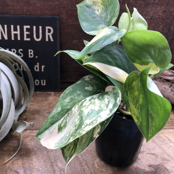 特価　激レア　スキンダプサス　マッチャ　斑入り　バリエガータ スキンダプサス・ジェイドサテン・バリエガータ♡希少♡観葉植物