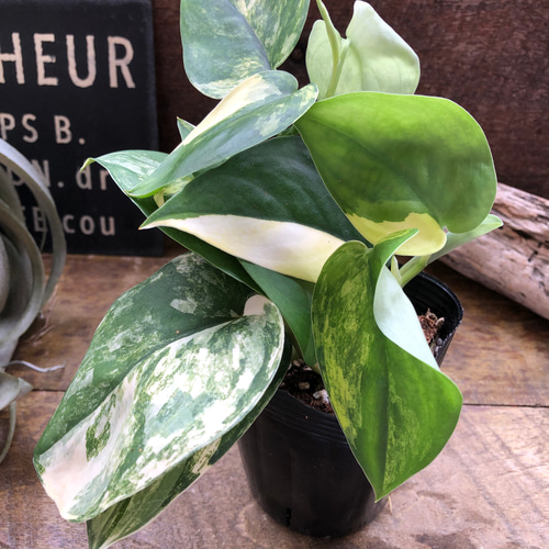 激レア スキンダプサス マジレ 斑入り バリエガータ スキンダプサス