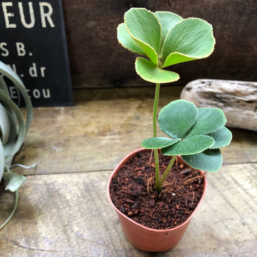 ザミア♡四つ葉〜六つ葉♡縁起物♡観葉植物♡インテリア アート