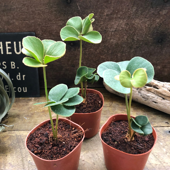 ザミア♡四つ葉〜六つ葉♡縁起物♡観葉植物♡インテリア アート