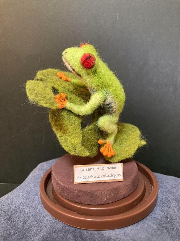 メルカリのみ羊毛・　標本タイプデフォルメ　orderページ 標本タイプデフォルメ アカメアオガエル 一点もの 羊毛フェルト tomoe
