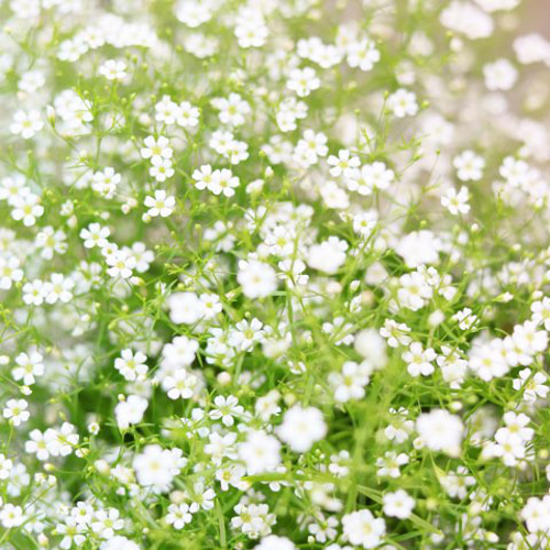 BIG白い 超ビッグサイズ かすみ草 RE☺︎ʕ•ᴥ•ʔ♡ かすみ草 ブーケ 花束 霞草 カスミソウ 押し花・ドライフラワー花材