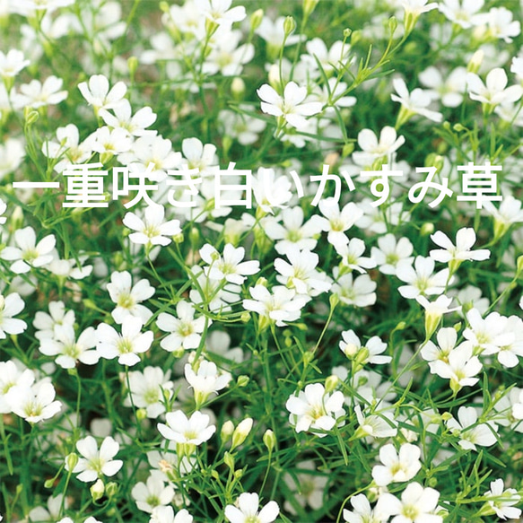 白い一重咲きかすみ草の種 ドライフラワー ひまわり 通販 19999344