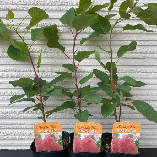 スモークツリー苗マロンシュシュ ドライフラワー 虹花園 幸店 通販