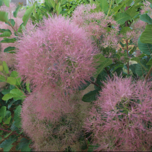 スモークツリー苗マロンシュシュ ドライフラワー 虹花園 幸店 通販