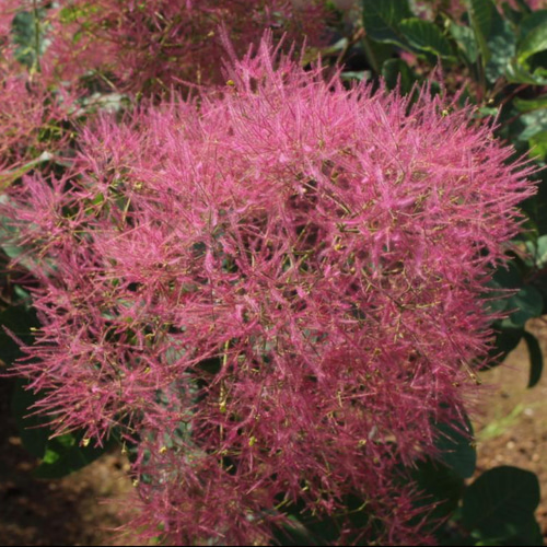 スモークツリー苗マロンシュシュ ドライフラワー 虹花園 幸店 通販