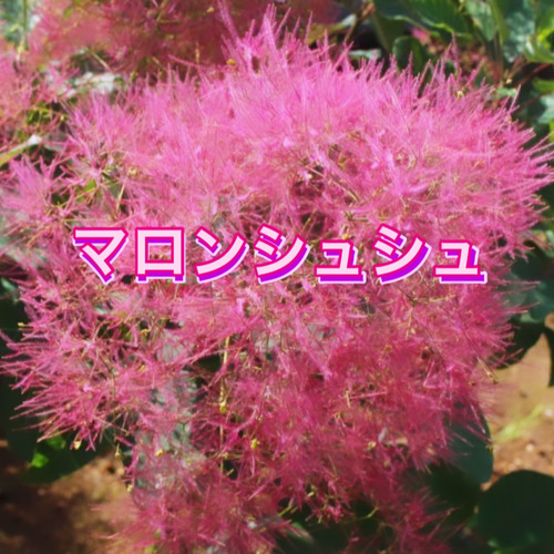 スモークツリー苗マロンシュシュ ドライフラワー 虹花園 幸店 通販