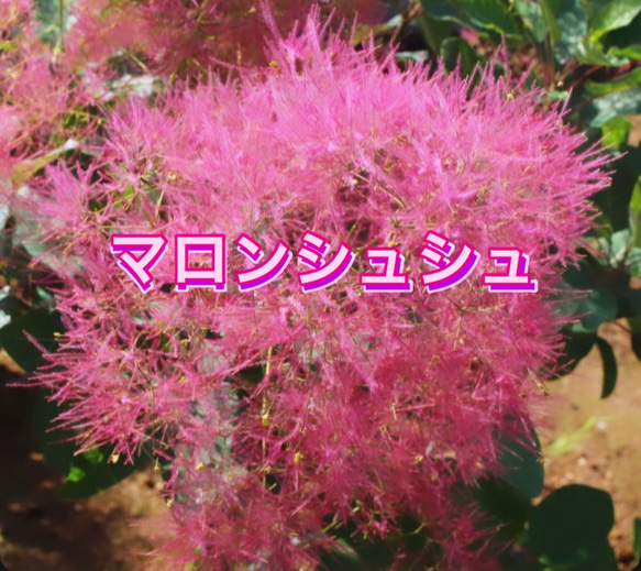スモークツリー苗マロンシュシュ ドライフラワー 虹花園 幸店 通販