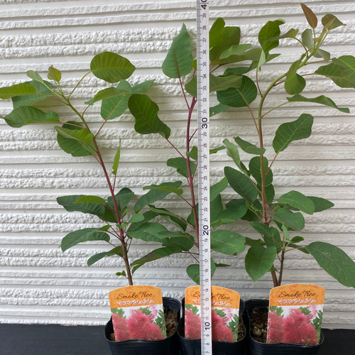 スモークツリー苗マロンシュシュ ドライフラワー 虹花園 幸店 通販
