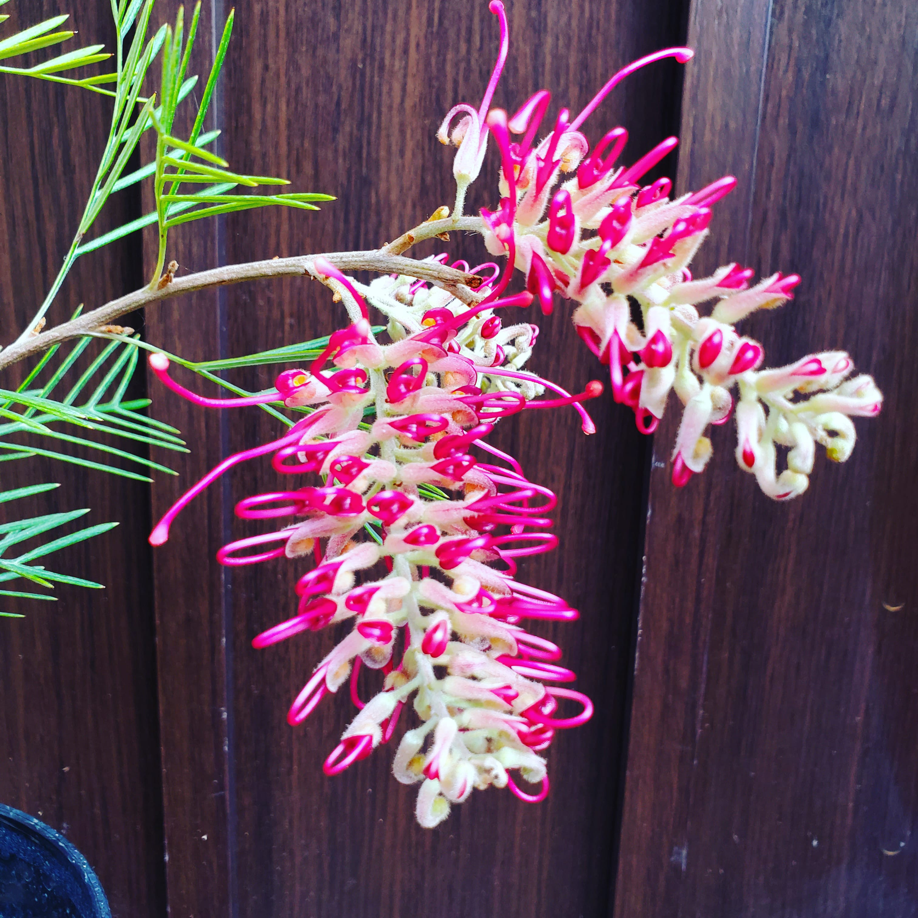 大苗　グレビレア　ラナマリー　ポット鉢植えR　　シンボルツリー　オージープランツ　ドライガーデン