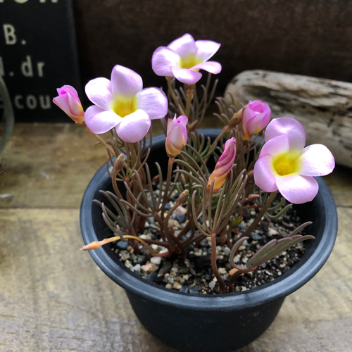 毎年咲きます♡パルマピンク♡偏光カラー♡オキザリス♡ガーデニング