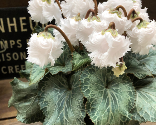 4120b7e70777c7f01753c7952789dc