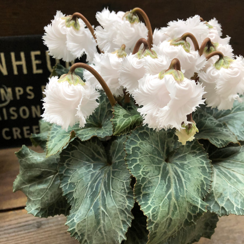 スワン♡白鳥のシクラメン♡希少♡観葉植物 アートフラワー パリ