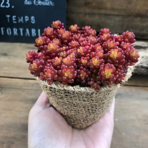 希少種♡赤ちゃん♡レッドベリー♡多肉植物♡セダム♡もりもり アート