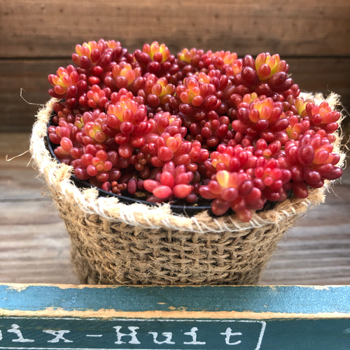 希少種♡赤ちゃん♡レッドベリー♡多肉植物♡セダム♡もりもり アート