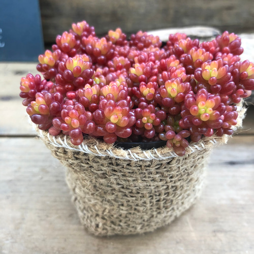 希少種♡赤ちゃん♡レッドベリー♡多肉植物♡セダム♡もりもり アート