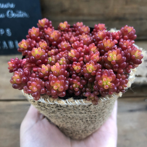 希少種♡赤ちゃん♡レッドベリー♡多肉植物♡セダム♡もりもり アート