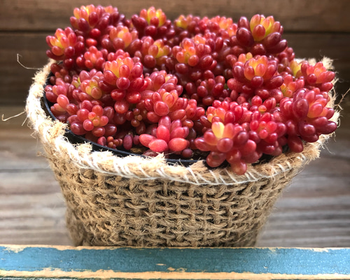 希少種♡赤ちゃん♡レッドベリー♡多肉植物♡セダム♡もりもり アート