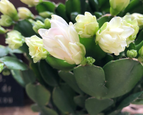 3個のみ♡プチダイヤモンド♡豪華な多肉植物♡デンマークカクタス