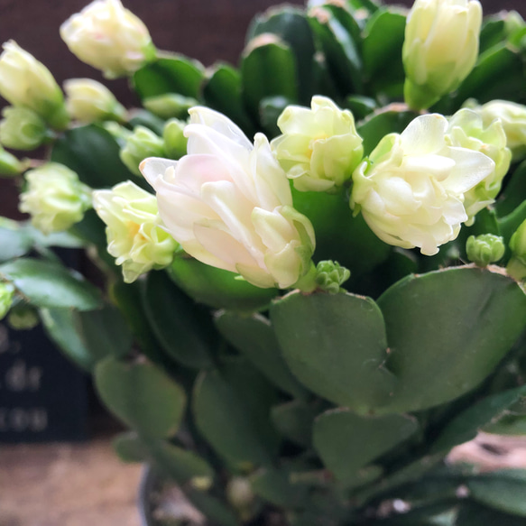 3個のみ♡プチダイヤモンド♡豪華な多肉植物♡デンマークカクタス