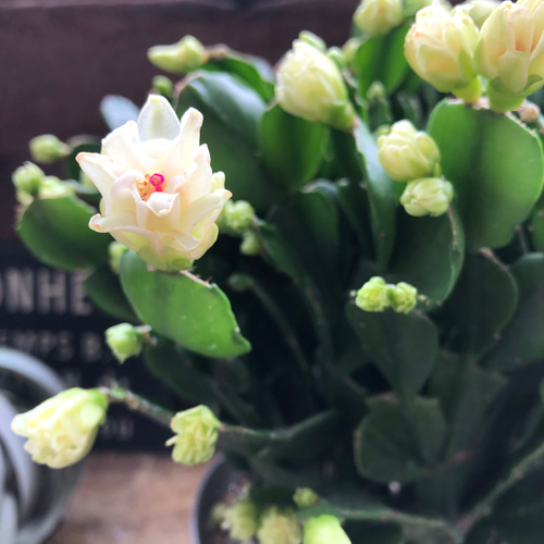 3個のみ♡プチダイヤモンド♡豪華な多肉植物♡デンマークカクタス