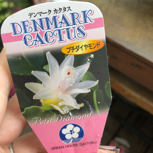 3個のみ♡プチダイヤモンド♡豪華な多肉植物♡デンマークカクタス
