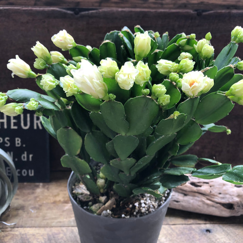 3個のみ♡プチダイヤモンド♡豪華な多肉植物♡デンマークカクタス
