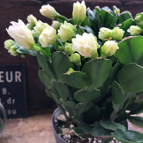 3個のみ♡プチダイヤモンド♡豪華な多肉植物♡デンマークカクタス