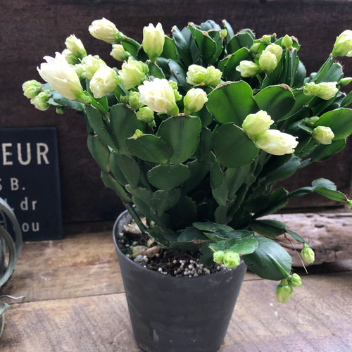 3個のみ♡プチダイヤモンド♡豪華な多肉植物♡デンマークカクタス