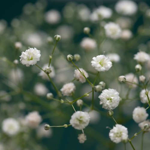 かすみ草3種セット♡一重かすみ草ローズ、一重かすみ草白、八重かすみ