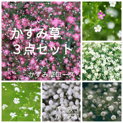 かすみ草3種セット♡一重かすみ草ローズ、一重かすみ草白、八重かすみ