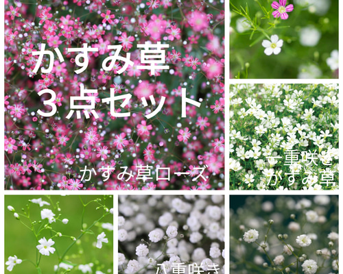 かすみ草3種セット♡一重かすみ草ローズ、一重かすみ草白、八重かすみ