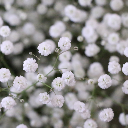 かすみ草3種セット♡一重かすみ草ローズ、一重かすみ草白、八重かすみ