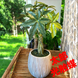 光触媒 人工観葉植物 ウォールグリーン フェイクグリーン