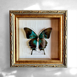 蝶 標本タイプ額 （カラスアゲハ） フォトフレーム・写真立て ao 通販