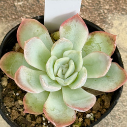 ピュアラブ＊エケベリア＊多肉植物＊抜き苗 多肉植物 ＊N＊ 通販