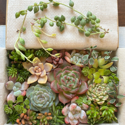 ペルシア 多肉植物 エケベリア 抜き苗 大苗 多肉植物 galleryk's植物