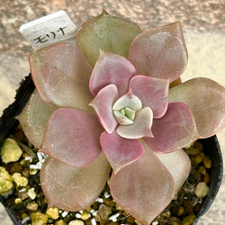 七福美尼(6-25)＊多肉植物＊抜き苗 多肉植物 ＊N＊ 通販 18697739